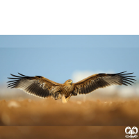 گونه عقاب شاهی Eastern Imperial Eagle